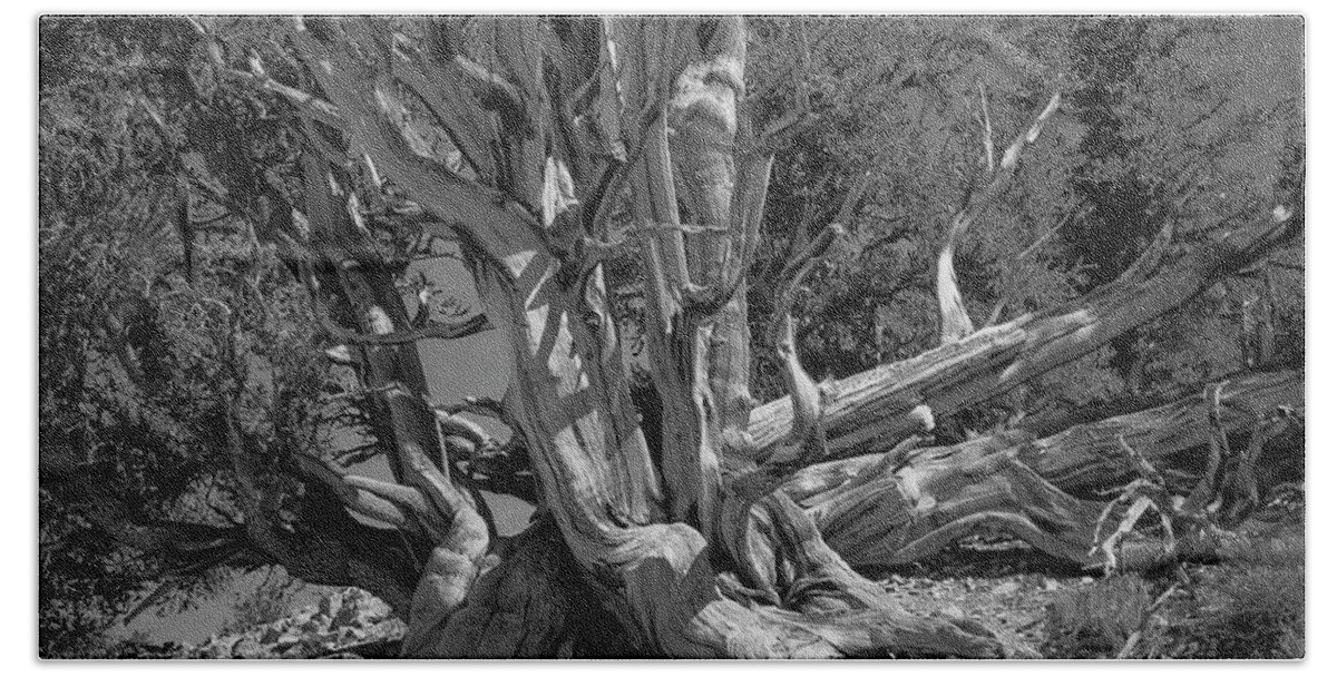 Bristlecone Pine Bath Towel featuring the photograph Ancient Bristlecone Pine Tree, Composition 5 BW, Inyo National Forest, White Mountains, California by Kathy Anselmo