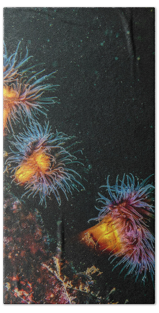 Water Hand Towel featuring the photograph Anemones Dance by Gary Shepard
