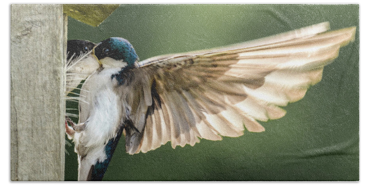 Tree Swallow Hand Towel featuring the photograph Angel Wings by Amy Porter