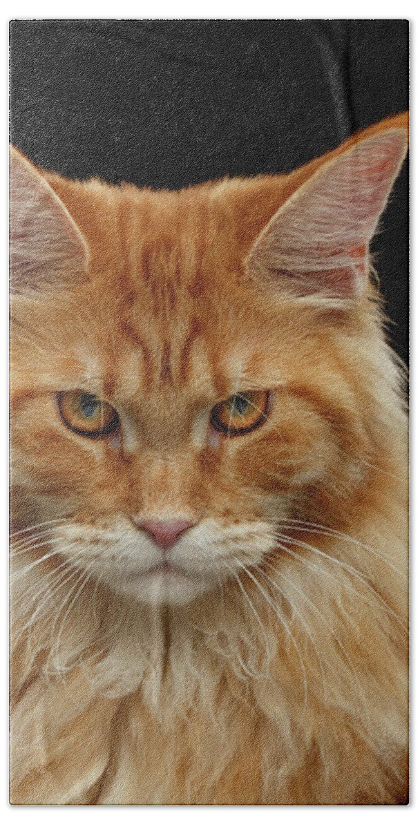 Angry Hand Towel featuring the photograph Angry Ginger Maine Coon Cat Gazing on Black background by Sergey Taran