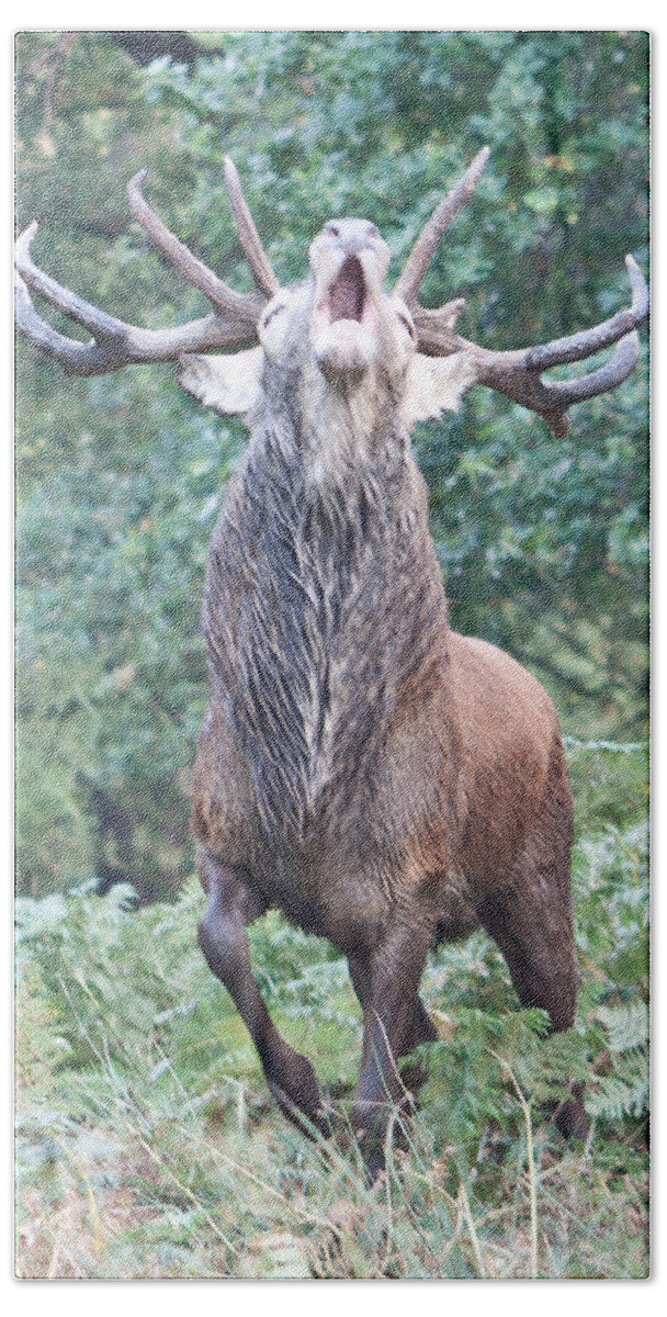 Stag Bath Towel featuring the photograph Angry Stag by Dawn OConnor