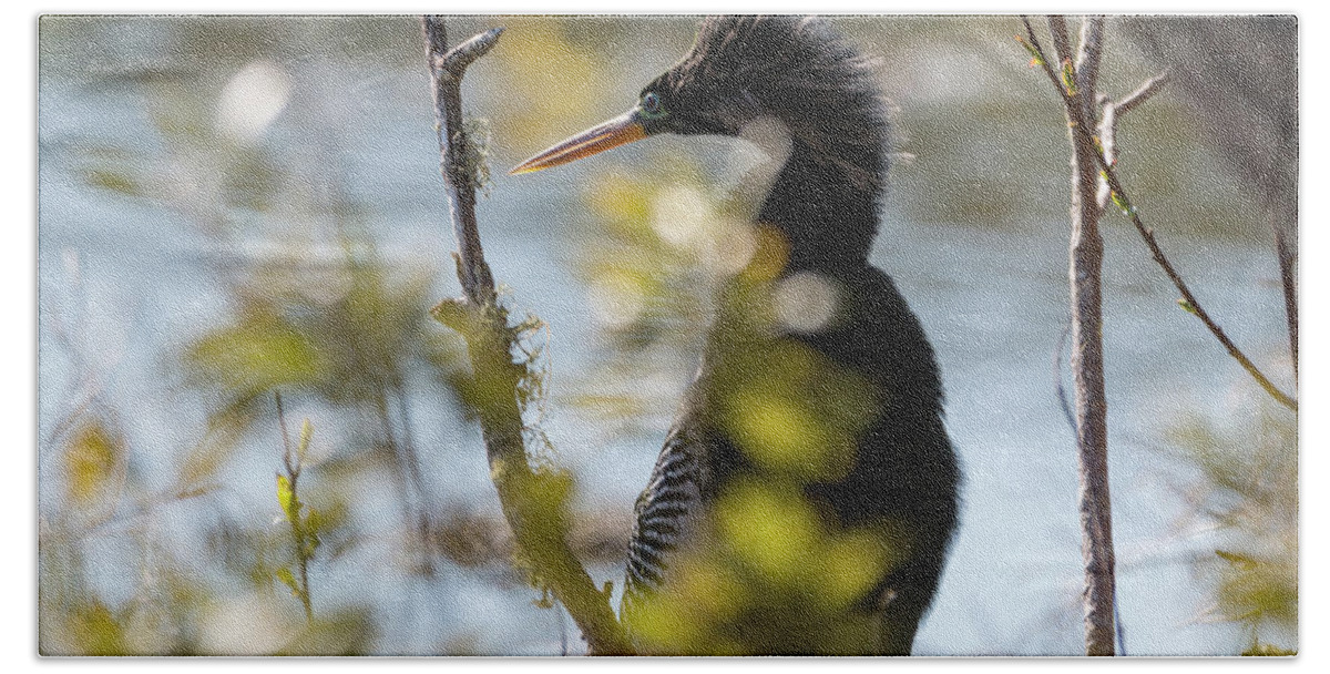 Anhinga Hand Towel featuring the photograph Anhinga 3 March 2018 by D K Wall