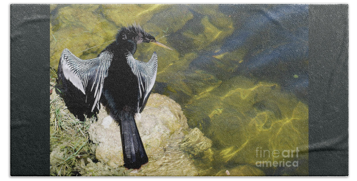 Anhinga Bath Towel featuring the photograph Anhinga On The Rocks by Ron Long