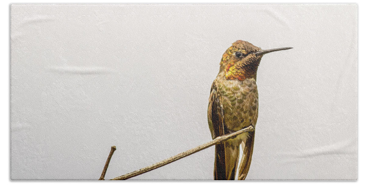 Calypte Anna Hand Towel featuring the photograph Anna's hummingbird perched by Shawn Jeffries
