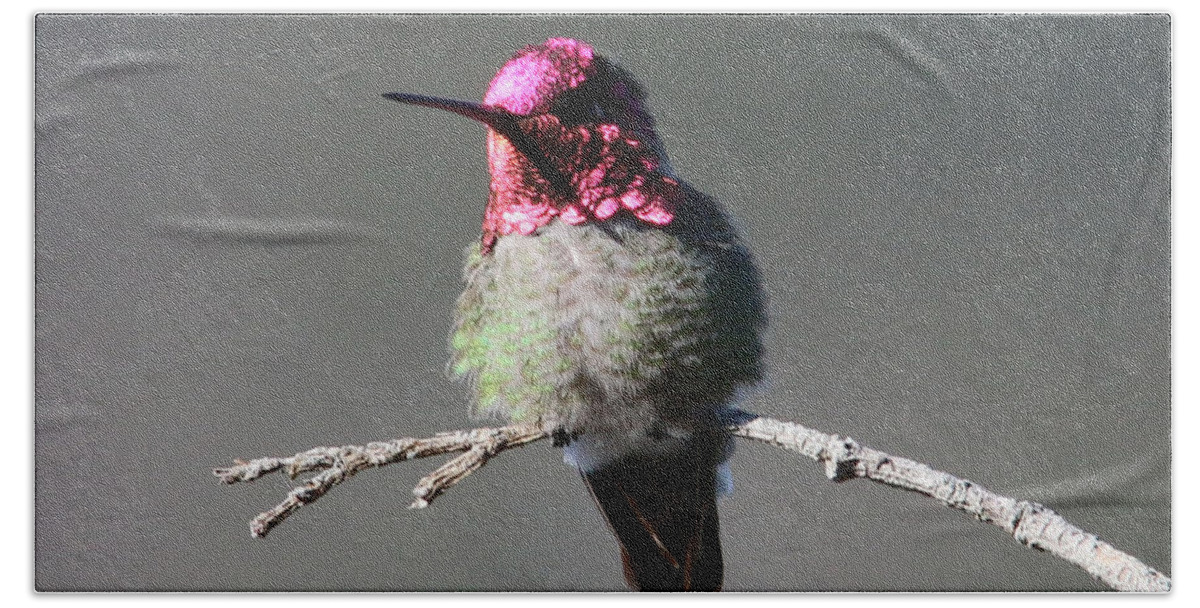 Anna's Hummingbird On The California Coast Bath Towel featuring the photograph Anna's Hummingbird by Perry Hoffman copyright twentytwenty