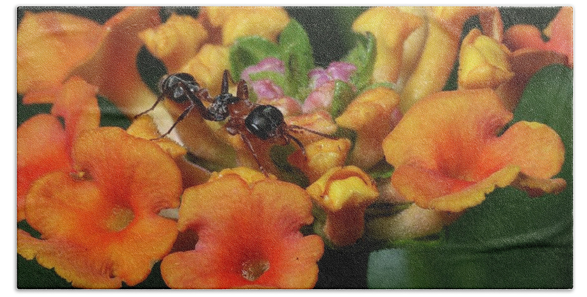 Insects Hand Towel featuring the photograph Ant on Plant by Richard Rizzo