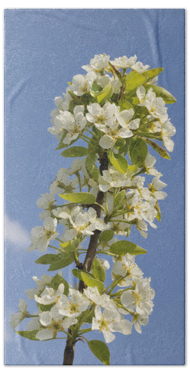 Apple Blossom Bath Towel featuring the photograph Apple blossom in spring by Matthias Hauser