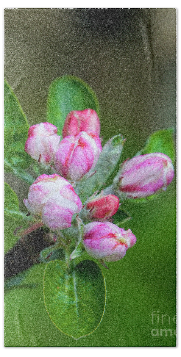 Apple Blossom Bath Towel featuring the photograph Apple Blossoms by Bruce Block