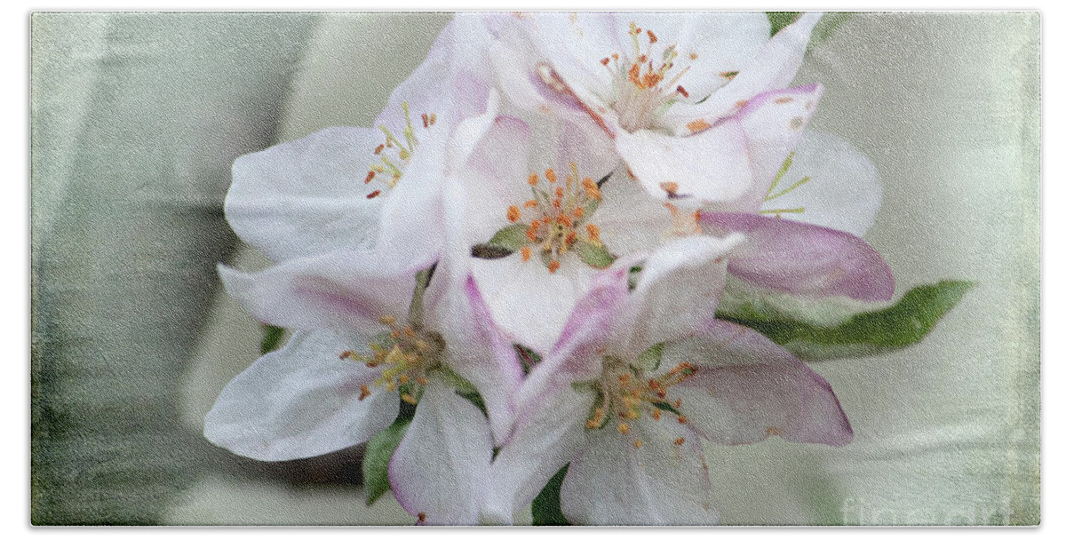 Apple Blossoms Bath Towel featuring the photograph Apple Blossoms from my Hepburn Garden by Chris Armytage