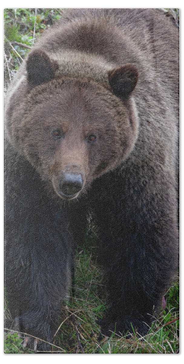 Mark Miller Photos Bath Towel featuring the photograph Approaching Grizzly by Mark Miller