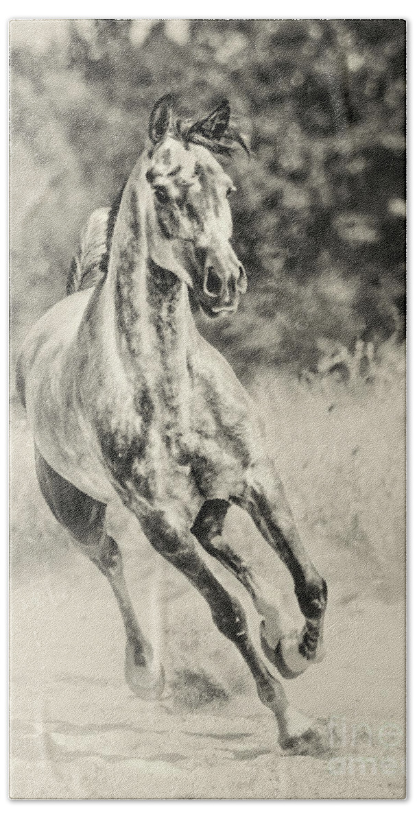 Horse Bath Towel featuring the photograph Arabian horse running on sunny meadow by Dimitar Hristov