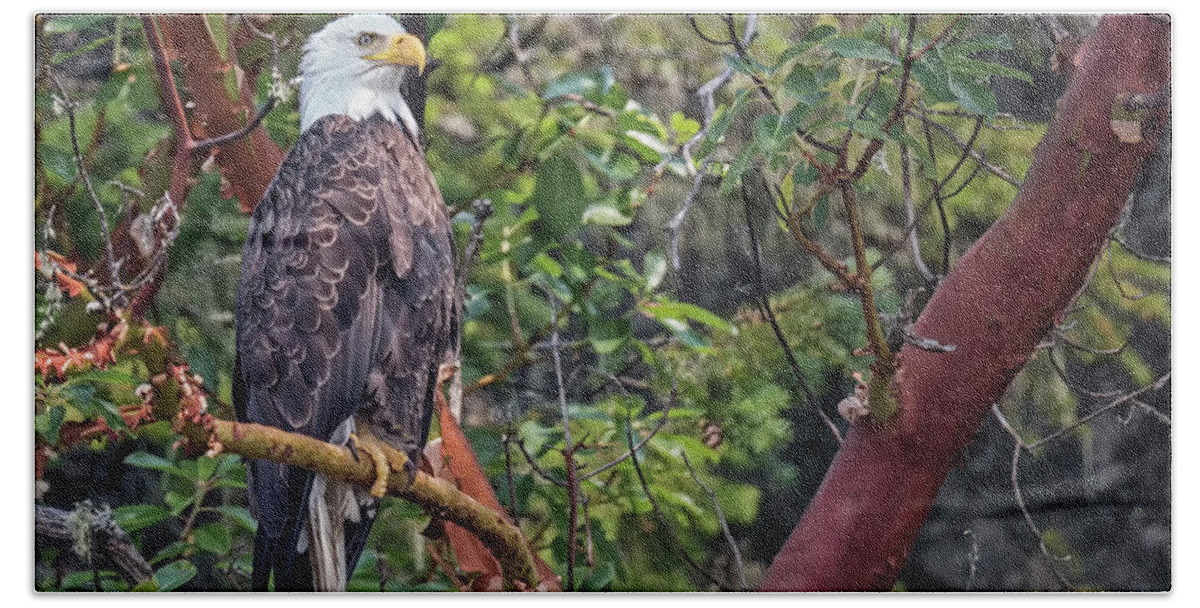 Bald Eagle Hand Towel featuring the photograph Arbutus Eagle by Randy Hall