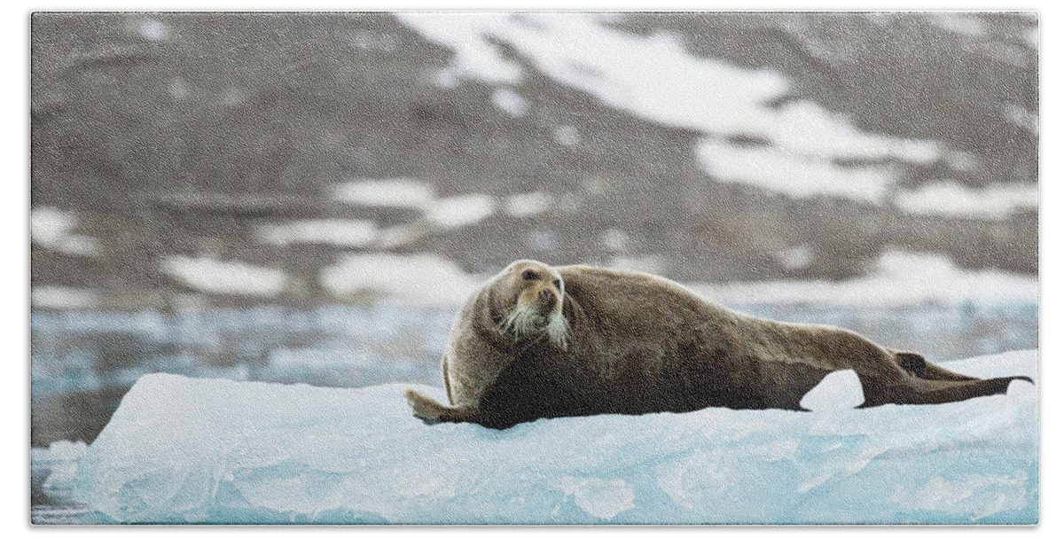 Arctic Bath Towel featuring the photograph Arctic Bearded Seal by Lauri Novak