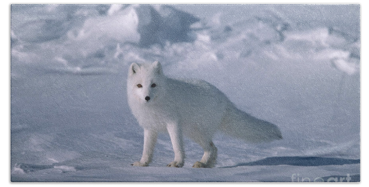 00342970 Bath Towel featuring the photograph Arctic Fox on the North Slope by Yva Momatiuk John Eastcott