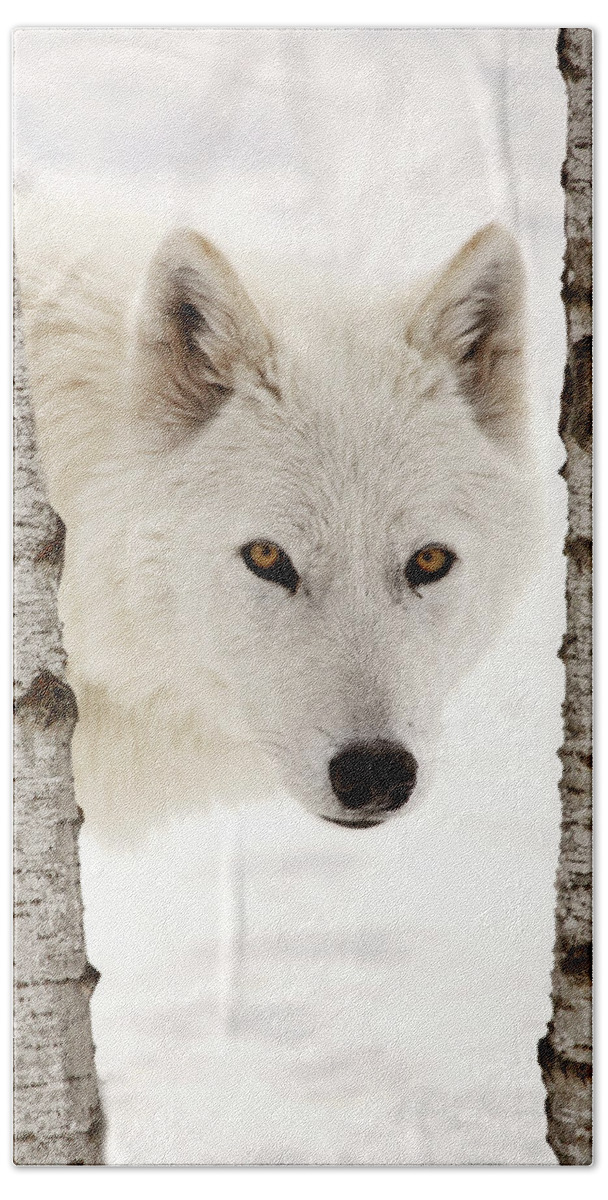 Arctic Wolf Bath Towel featuring the digital art Arctic Wolf seen between two trees in winter by Mark Duffy