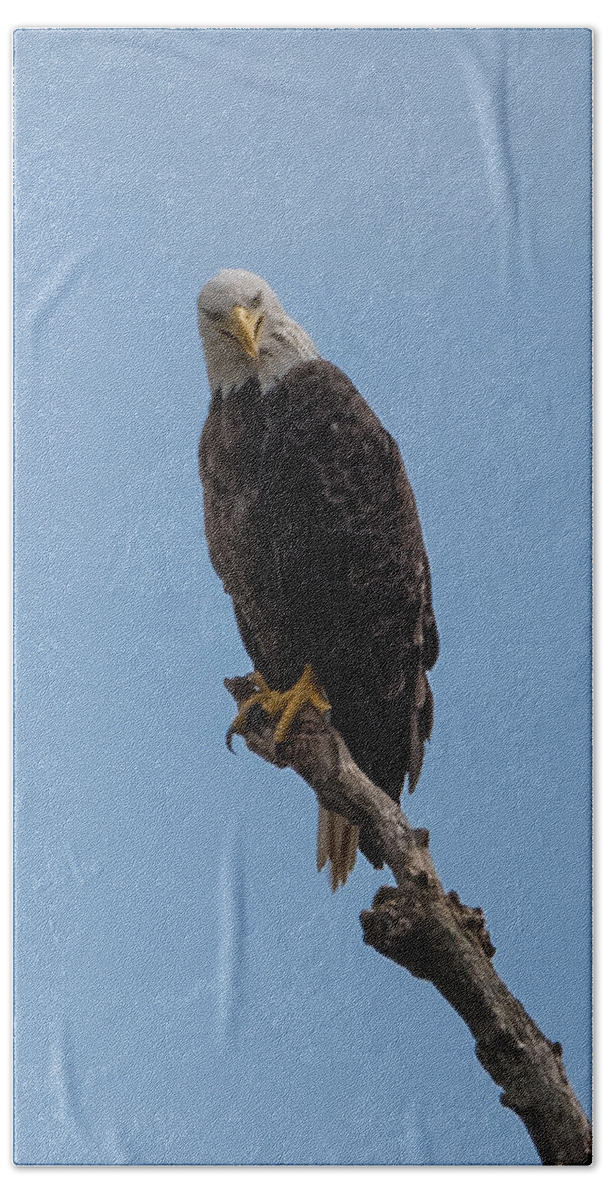 Bald Eagle Bath Towel featuring the photograph Are You Looking At Me by Holden The Moment