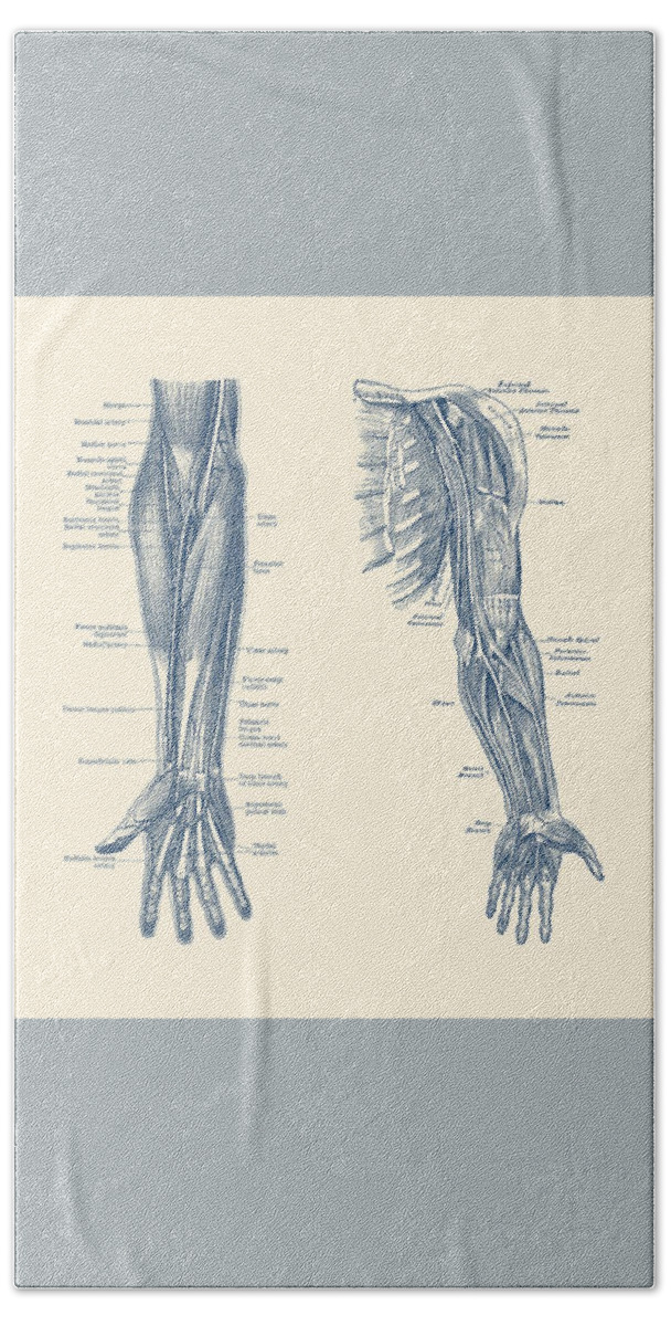 Arm Anatomy Hand Towel featuring the drawing Arm and Hand Diagram - Dual View - Vintage Anatomy by Vintage Anatomy Prints