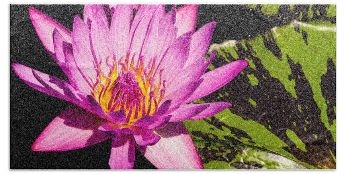 Water Lilly Bath Towel featuring the photograph Protected by Charles McCleanon