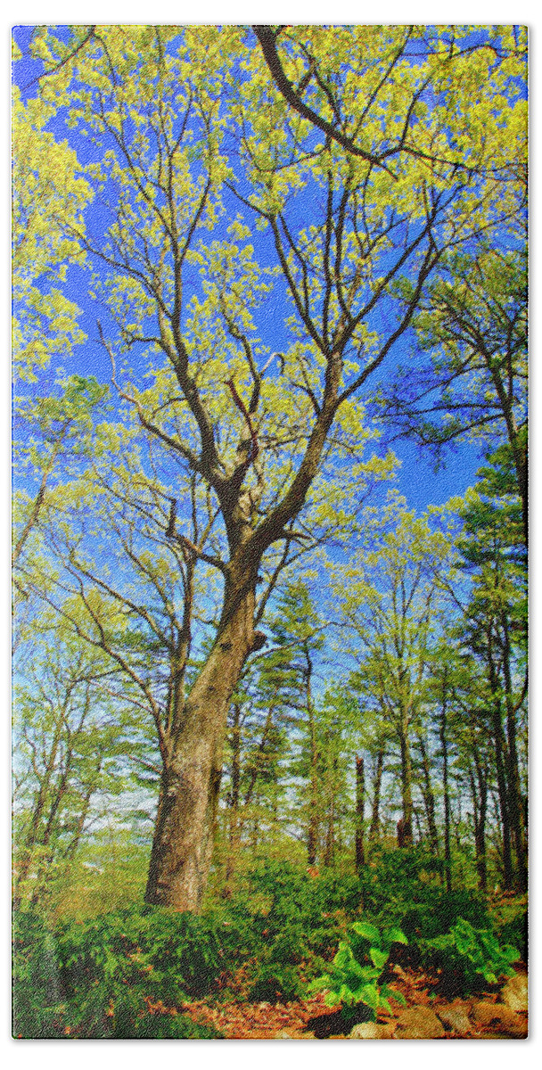 Tree Canopy Bath Towel featuring the photograph Artsy Tree Series, Early Spring - # 04 by The James Roney Collection