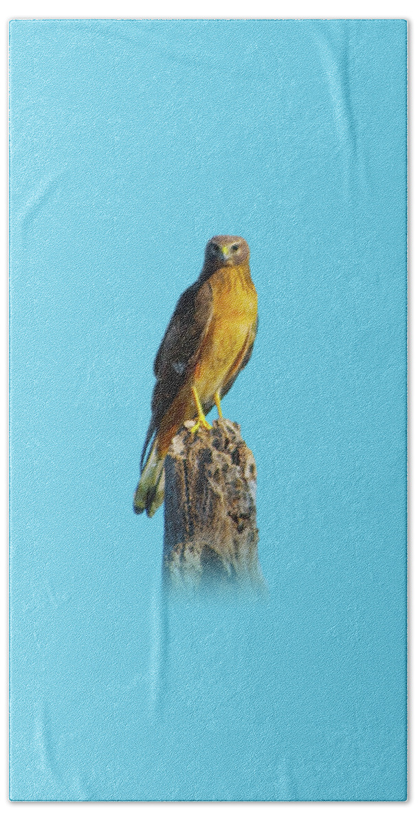 Northern Harrier Hand Towel featuring the photograph Northern Harrier Hawk by Mark Andrew Thomas
