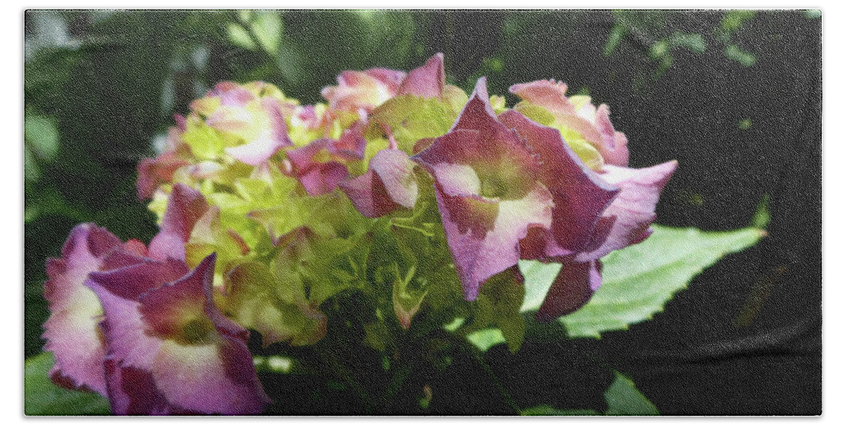 Pink Hydrangeas Hand Towel featuring the photograph Hydrangea Flowers Fit For A Fairy by Kristin Aquariann