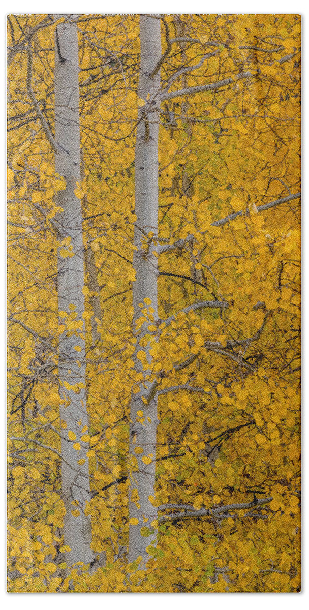 Peaceful Hand Towel featuring the photograph Aspen Autumn by Gary Migues