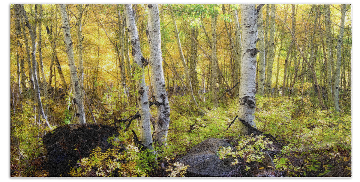 Aspen Bath Towel featuring the photograph Aspen Forest by Anthony Michael Bonafede