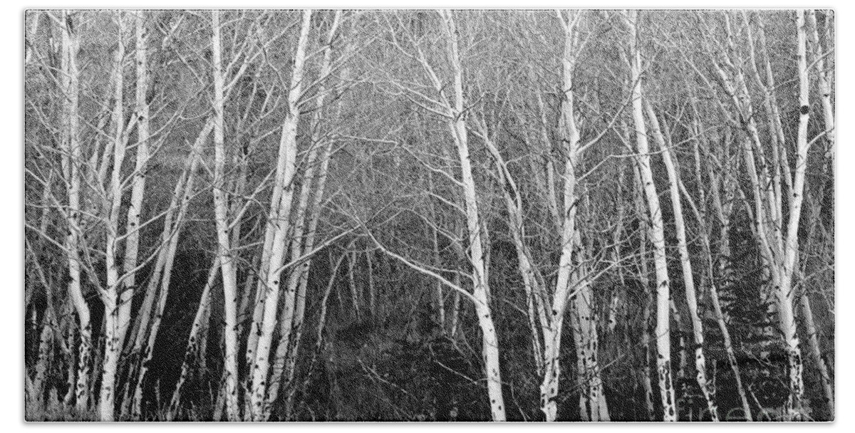 Aspen Hand Towel featuring the photograph Aspen Forest Black and White Print by James BO Insogna