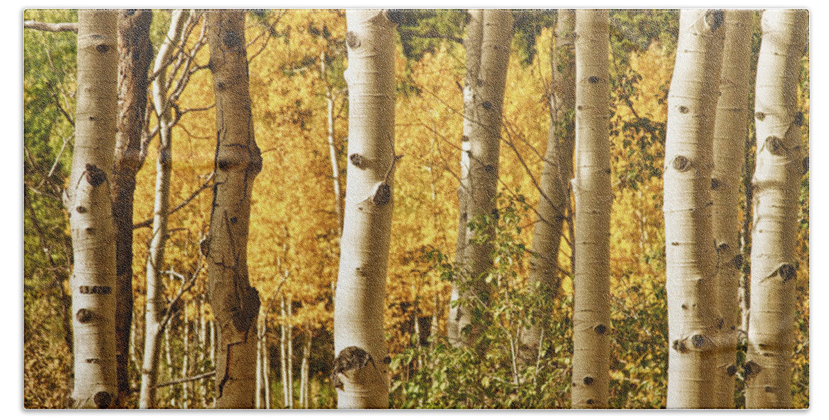 Autumn Hand Towel featuring the photograph Aspen Gold by James BO Insogna