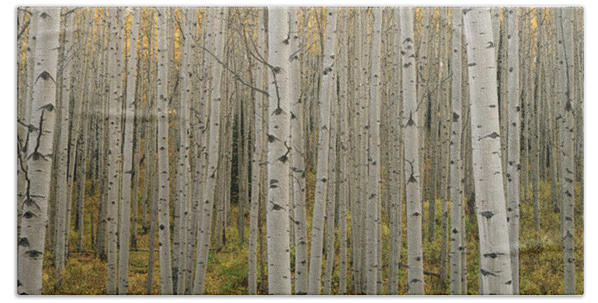 Aspen Tree Bath Towel featuring the photograph Aspen Grove In Fall, Kebler Pass by Ron Watts
