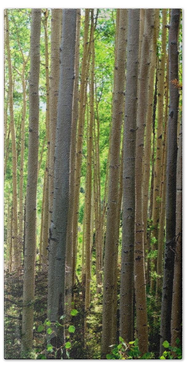 Trees Hand Towel featuring the photograph Aspen Grove by Ron Cline