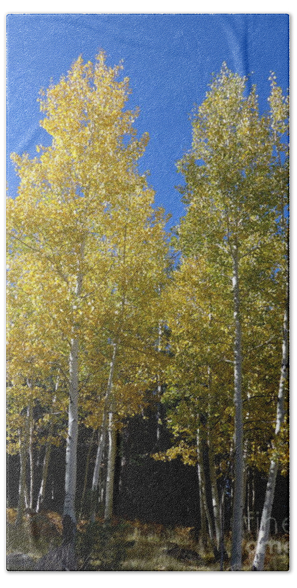 Flagstaff Hand Towel featuring the photograph Aspen Tree Twins by Mars Besso