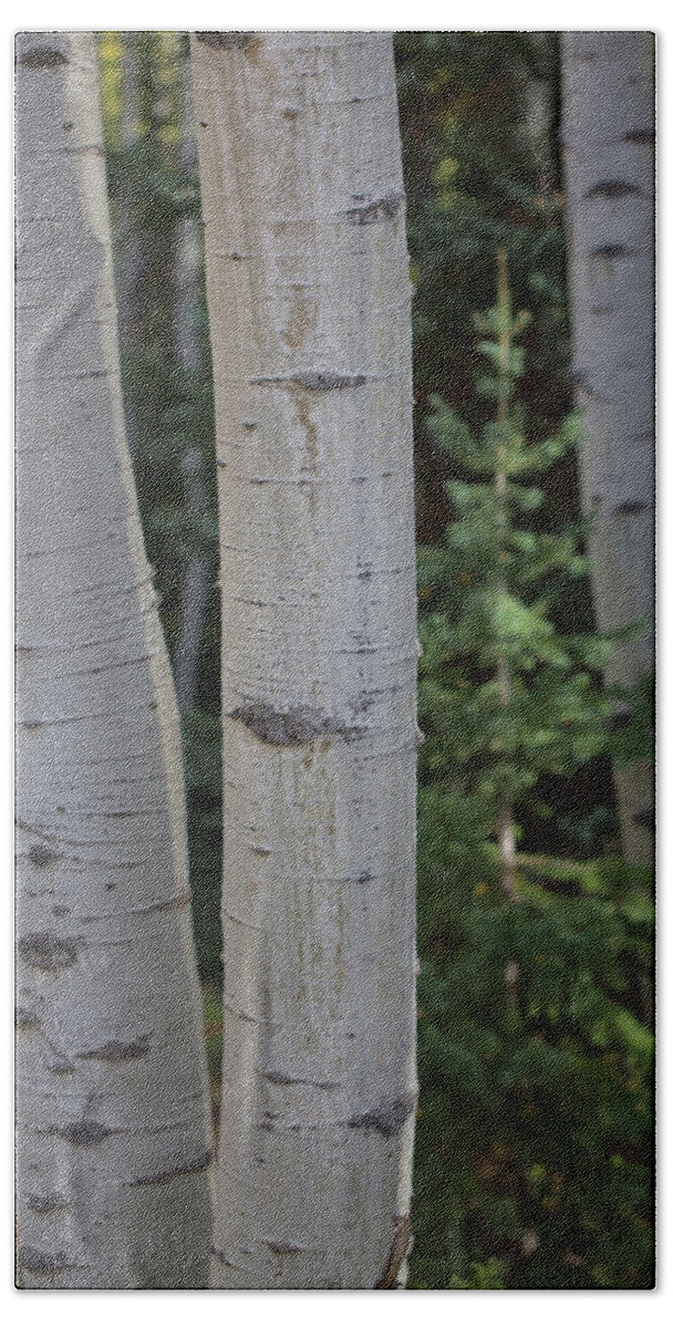 Aspen Hand Towel featuring the photograph Aspen with Pine by Nancy Dunivin