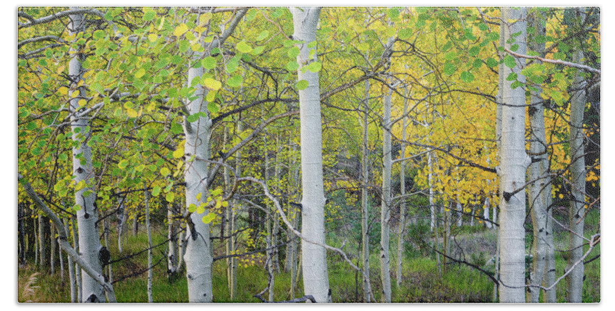 Aspen Hand Towel featuring the photograph Aspens In Autumn 6 - Santa Fe National Forest New Mexico by Brian Harig