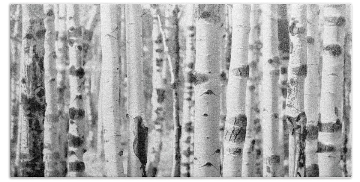 Aspen Trees Bath Towel featuring the photograph Aspens in Black and White by Saija Lehtonen