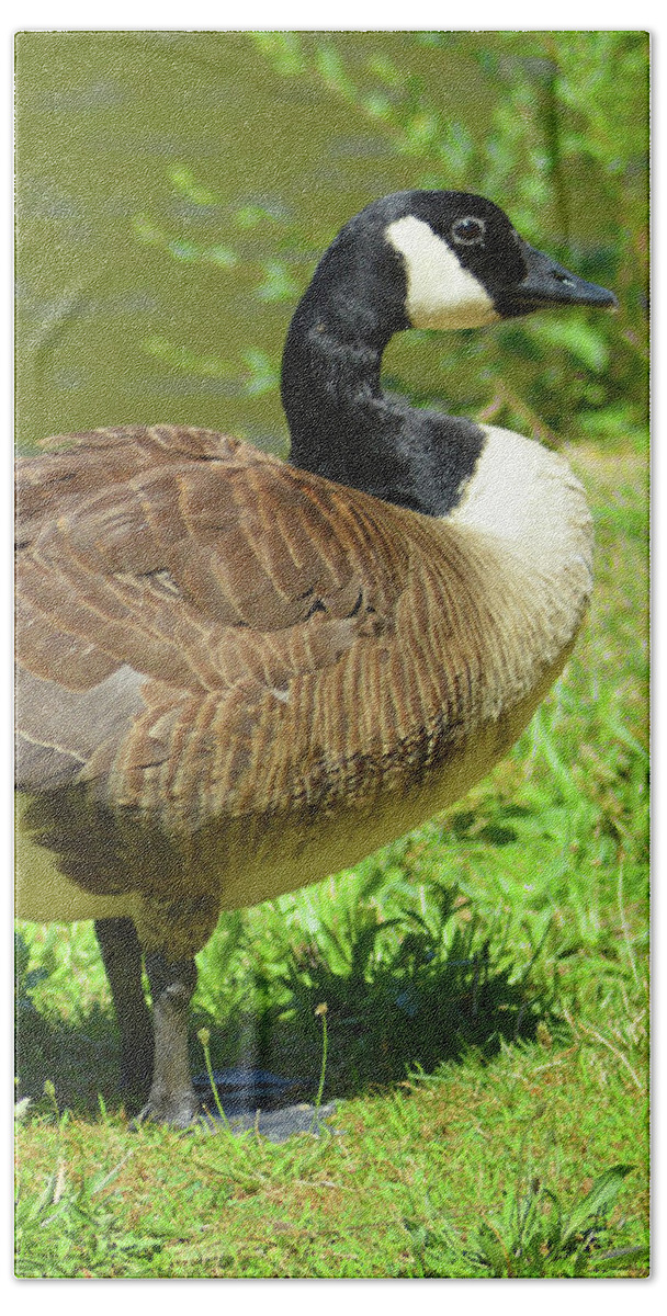Canada Geese Hand Towel featuring the photograph At a Standstill by Kathy Kelly