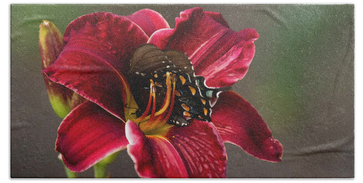 Butterfly Insect Macro Closeup Close Up Orchid Flower Flowers Botany Botanical Botanic Ma Mass Massachusetts Brian Hale Brianhalephoto Feeding Nectar Hand Towel featuring the photograph At One with the Orchid by Brian Hale