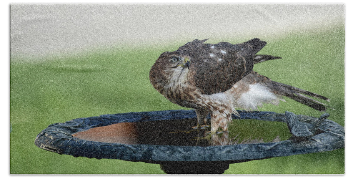 Coopers Hawk At A Birdbath-raptor-images Of Raeannm.garrett- Photography- Birds Of Colorado-immature Coopers Hawk- Colorado Birds-#raeannmgarrett Hand Towel featuring the photograph At the Water -1 by Rae Ann M Garrett