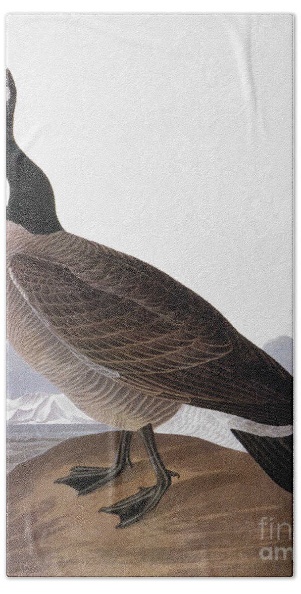 1827 Bath Towel featuring the photograph Audubon: Goose, 1827 by Granger