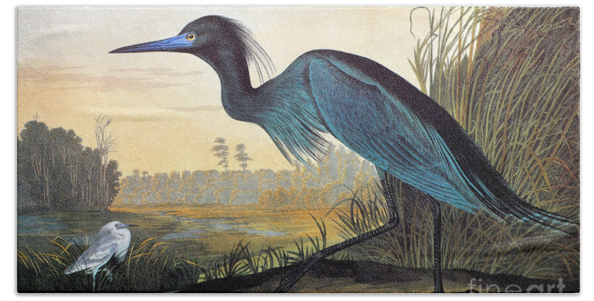 1827 Bath Towel featuring the drawing Little Blue Heron #2 by John James Audubon