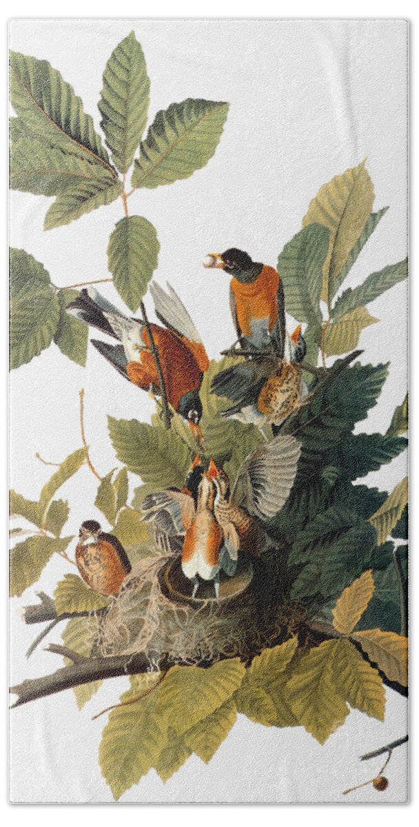 1838 Bath Towel featuring the photograph Audubon: Robin by Granger