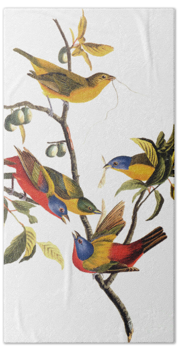 1838 Bath Towel featuring the photograph Audubon: Sparrows by Granger