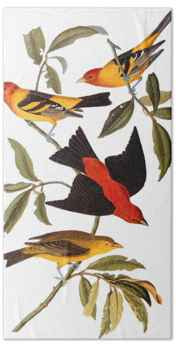 1827 Bath Towel featuring the photograph Audubon: Tanager, 1827 by Granger