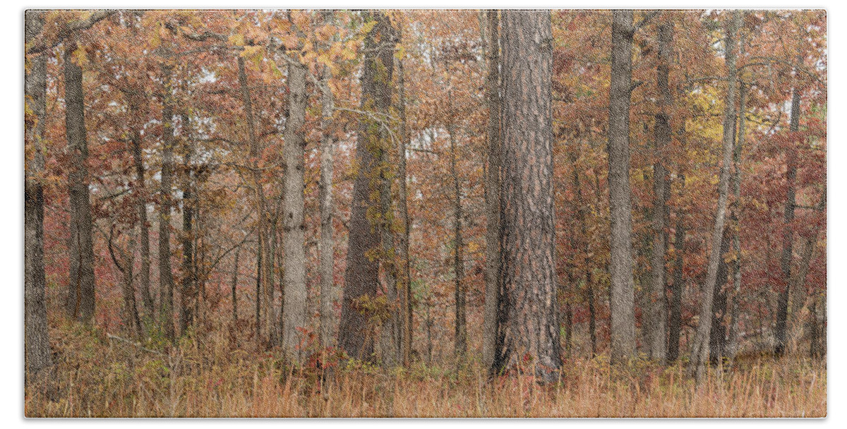 Missouri Department Of Conservation Bath Towel featuring the photograph Autumn at Peck Ranch by Holly Ross