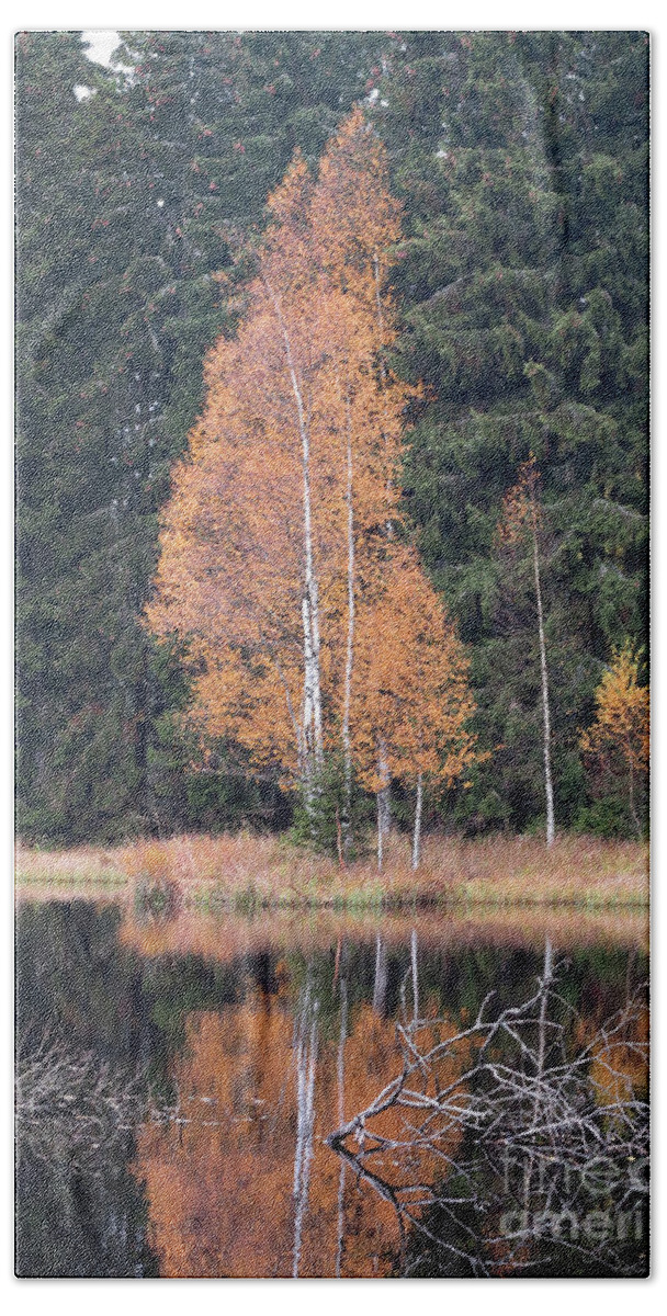 Reflection Hand Towel featuring the photograph Autumn Birch by the Lake by Michal Boubin