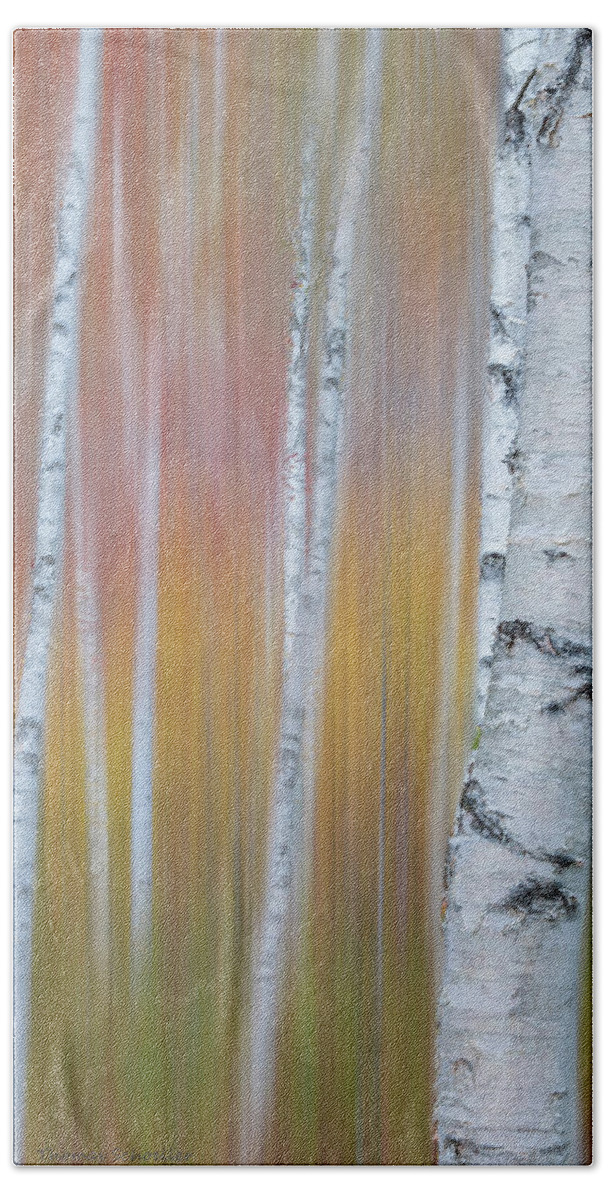 Abstract Hand Towel featuring the photograph Autumn Birch Impressions by TS Photo