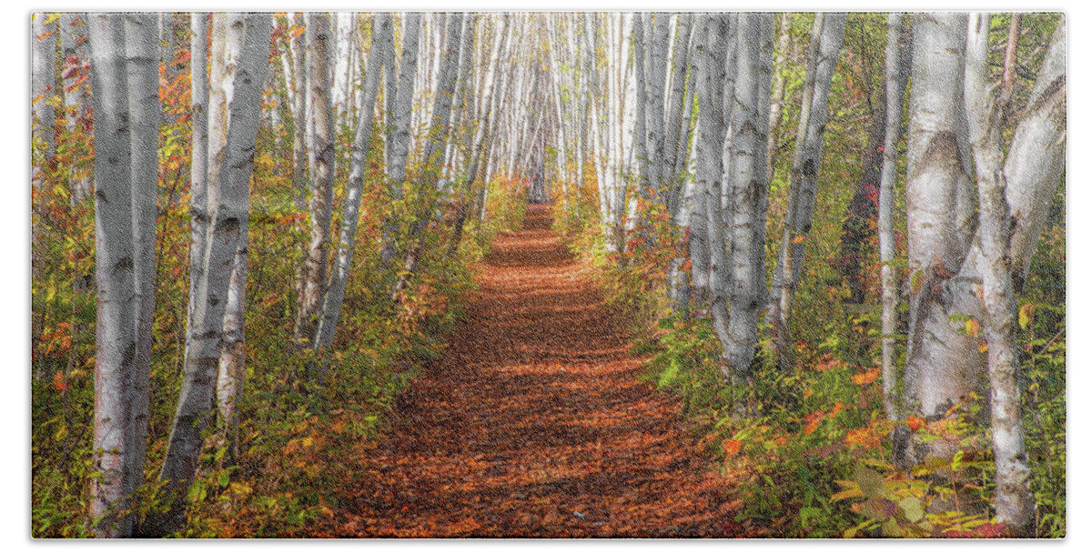 Autumn Hand Towel featuring the photograph Autumn Birch Path by White Mountain Images