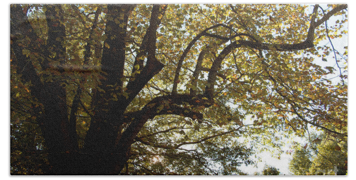 Autumn Hand Towel featuring the photograph Autumn Branches by Rebecca Davis