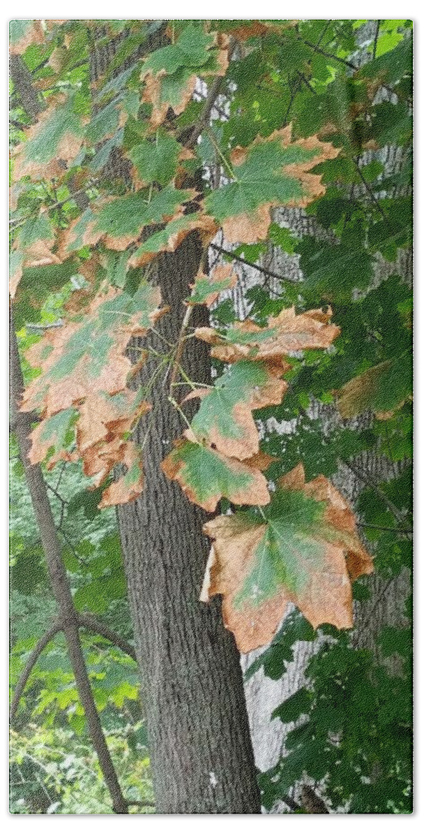 Leaves Bath Towel featuring the photograph Autumn Colors 1 by Rob Hans