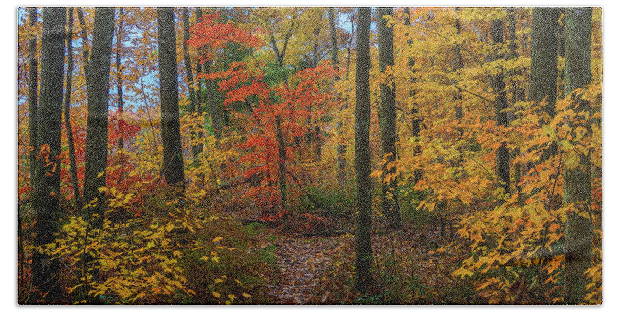 Forest Bath Towel featuring the photograph Autumn forest hike by Ulrich Burkhalter